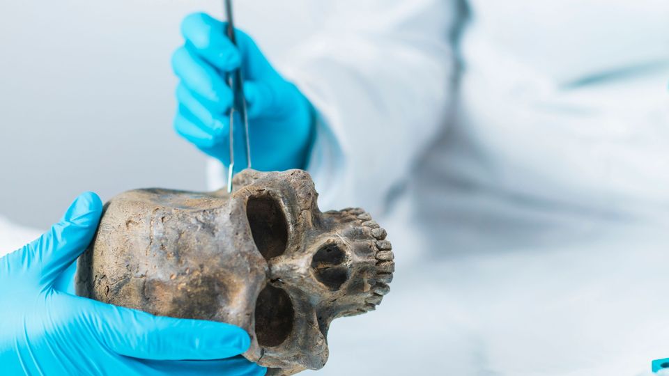An image of an archaic skull. 