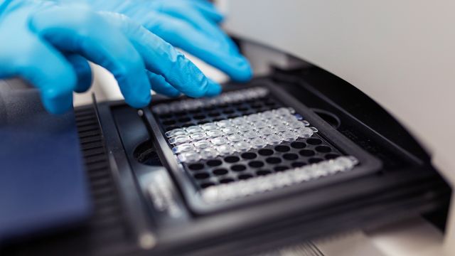 A hand with blue glove working with PCR caps 