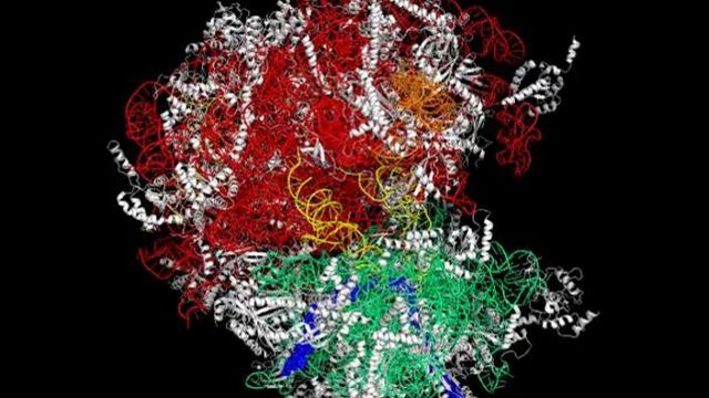 A ribosome. 