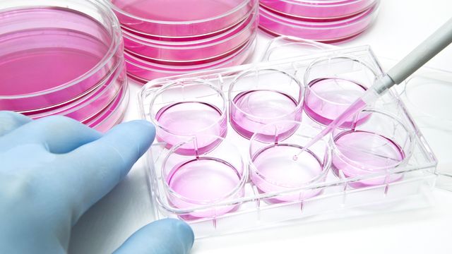A gloved hand holds a six-well petri dish while media is pipetted into it. 
