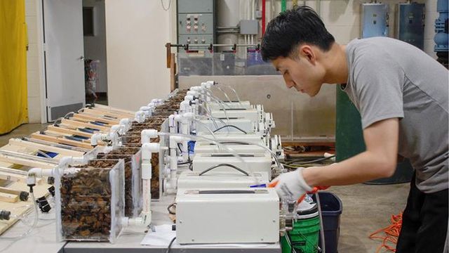 A researcher stands in front of a row of woodchip filtration systems. 