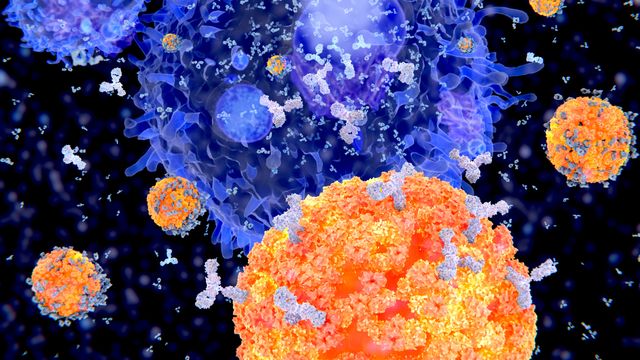 B - cells. 