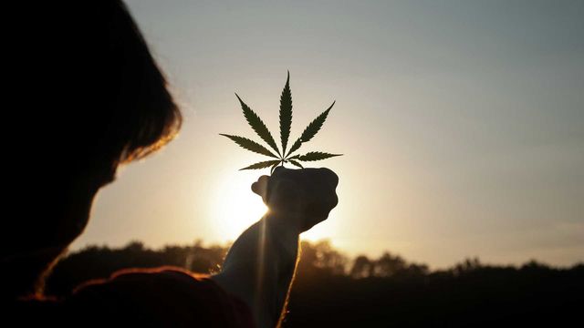 A man holding up a cannabis leaf to the sun. 