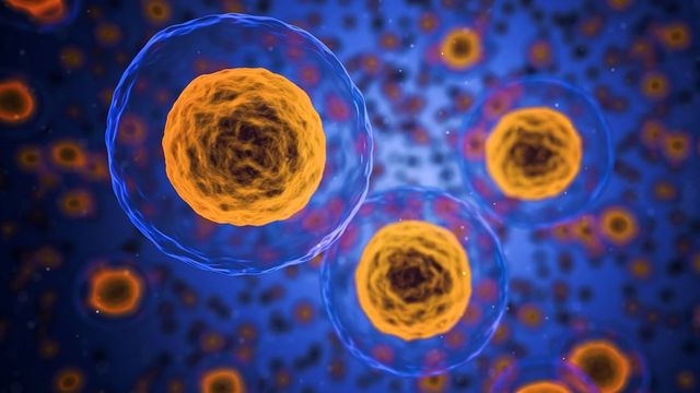 Multiple cells with orange nucleus 