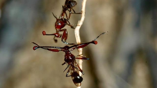 Two stalk-eyed flies fighting on a twig. 