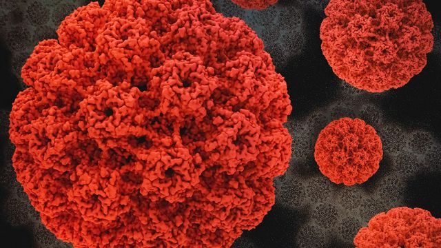 3D renderings of the human papillomavirus. 