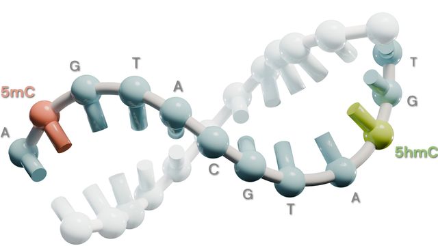 DNA double helix with 5mC and 5hmC methylation modifications indicated. 