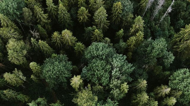 Trees of different shades of green in a forest. 