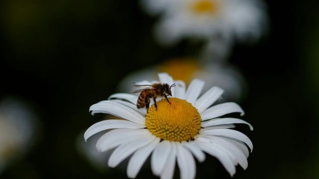 A bee lands on a daisy. 