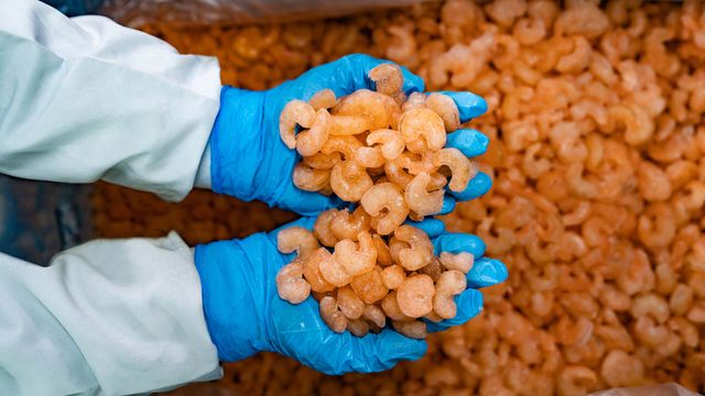 Close-up on a worker doing quality control at a seafood factory and holding shrimps in their hands 