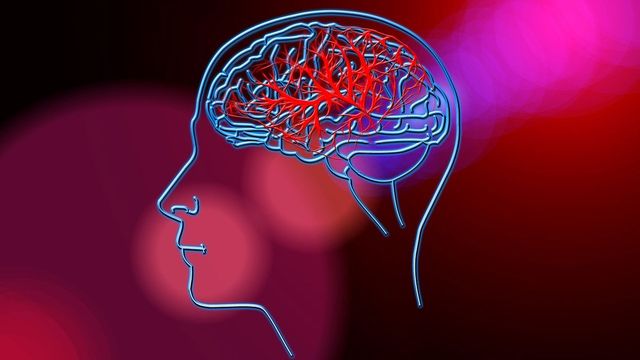 Outline of brain blood circulation 