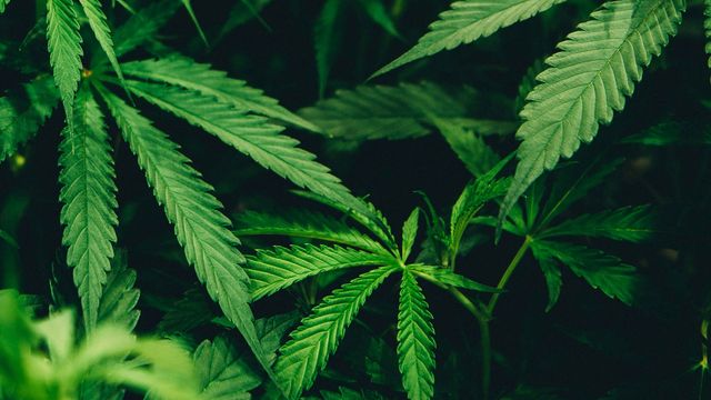 Green cannabis leaves. 
