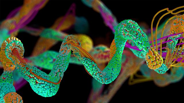The helix of a protein. 