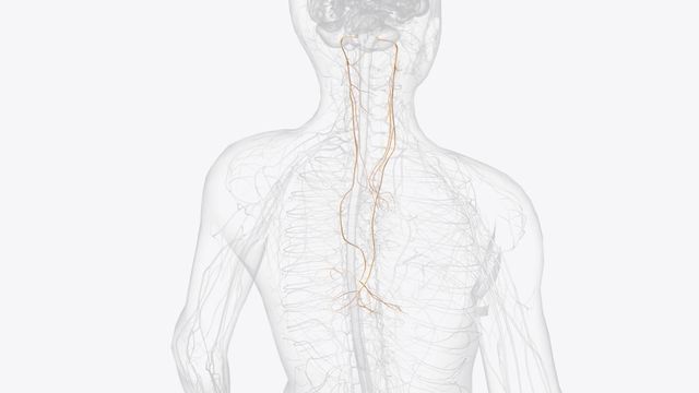 The vagus nerve in a human body. 