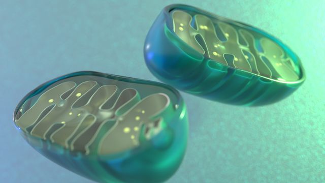 A mitochondria. 