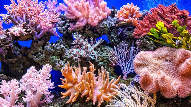 Coral reef. 