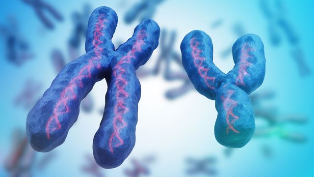 A pair of XY chromosomes. 
