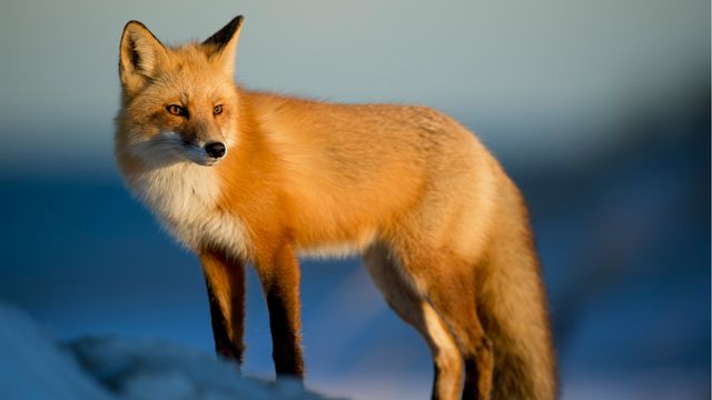A fox. 